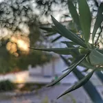 Mediterranea With Private Parking Bed & Breakfast