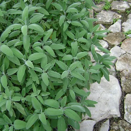 Mediterranea With Private Parking Frühstückspension 4*