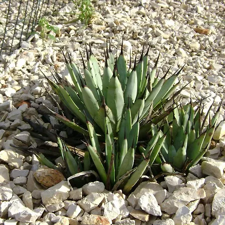 Frühstückspension Mediterranea With Private Parking Trani