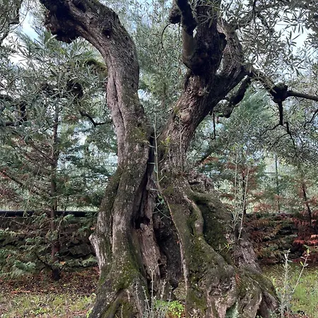 Mediterranea With Private Parking Frühstückspension 4*