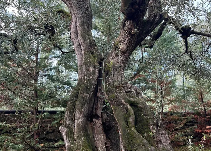 Mediterranea With Private Parking Panzió 4*