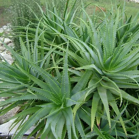 Mediterranea With Private Parking تراني