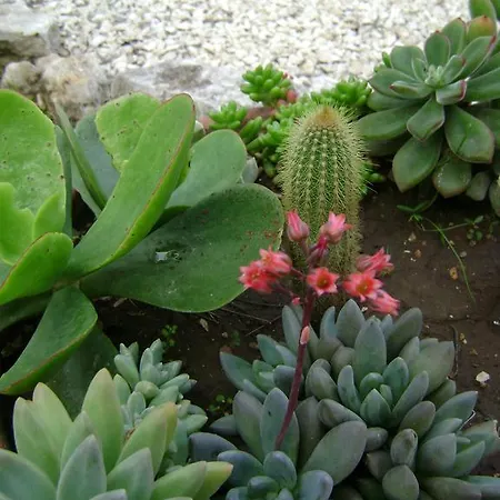 Mediterranea With Private Parking Bed & Breakfast Trani